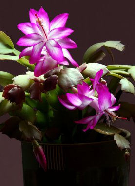 Christmas cactus Pembe çiçek çiçek