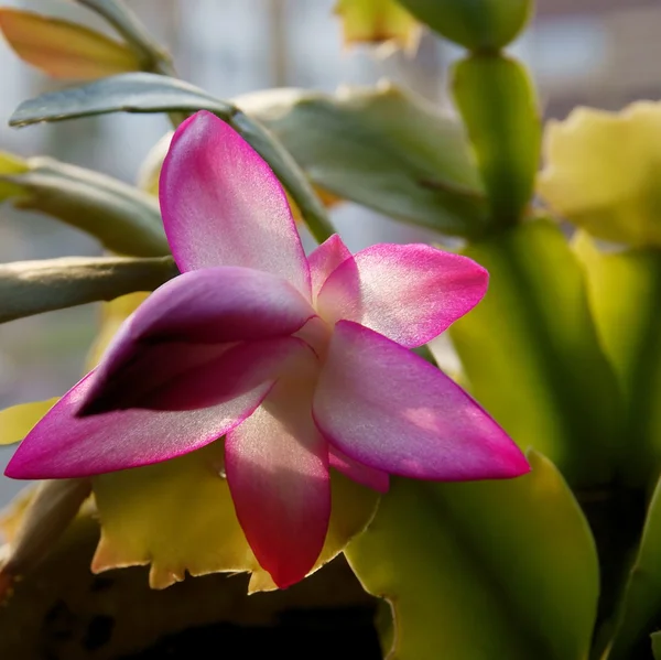 クリスマス サボテンの花ピンクの花を持つ — ストック写真