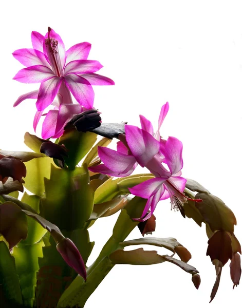 Christmas cactus blossoming with pink flowers — Stock Photo, Image