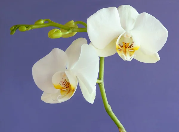 Witte orchidee op lila achtergrond — Stockfoto