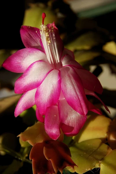 Kaktus bożonarodzeniowy kwitnących z różowe kwiaty — Zdjęcie stockowe
