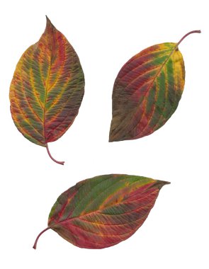 çok renkli ağaçlar sonbahar yaprakları