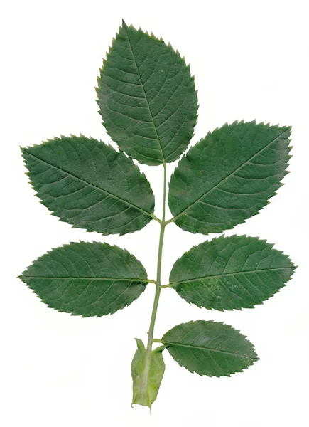 Green leaf of wild rose bush — Stock Photo, Image