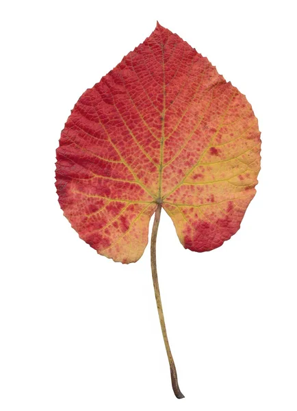 Barevné listí ze stromů na podzim — Stock fotografie