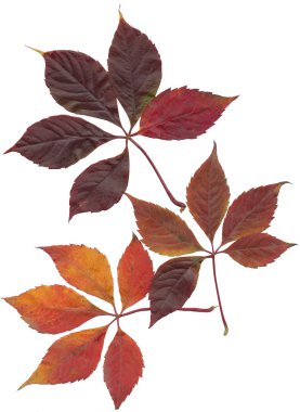 Kahverengi ve kırmızı yaprakları bitki tırmanma Partnerocissus quinquefolia