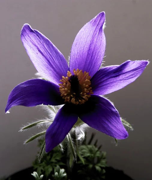 Lila pasque flower close up — Stock Photo, Image