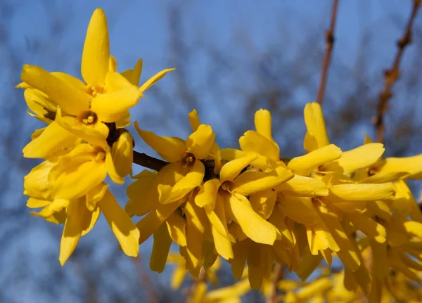 Gula blommor av forsithia dekorativ buske på våren — Stockfoto