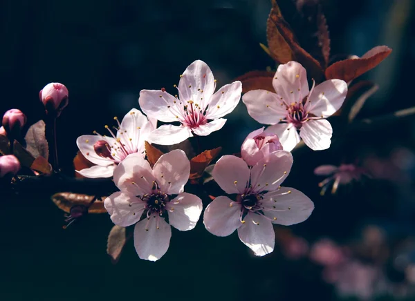 Pink flowers of crab apple tree at spring — Stock Photo, Image