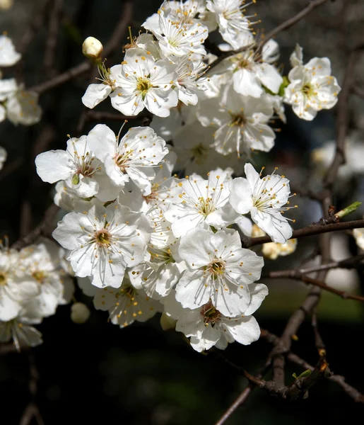 Fleurs blanches d'arbres fruitiers dans un verger au printemps — Photo