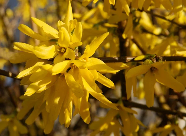 Zlatice bush v květu s žlutými květy — Stock fotografie