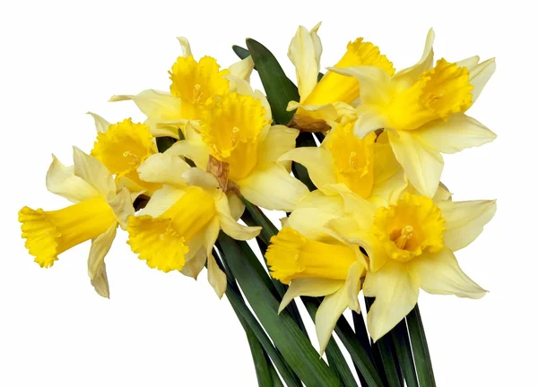 Posy of yellow daffodils — Stock Photo, Image