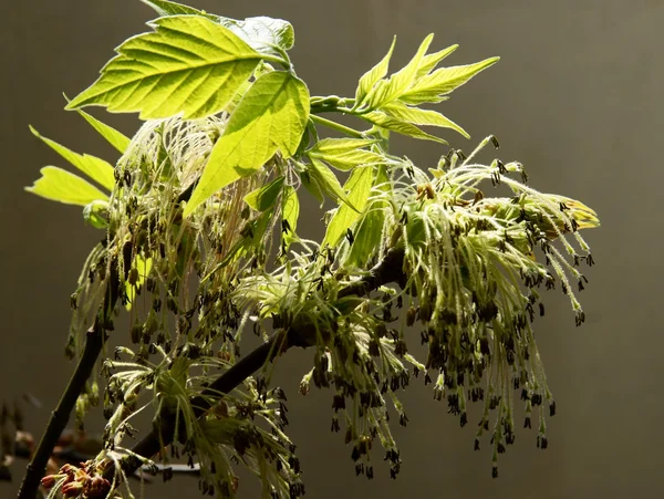 Box äldre träd i blossom — Stockfoto