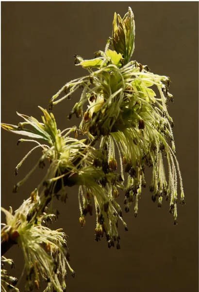ボックスエルダー ツリーの花 — ストック写真