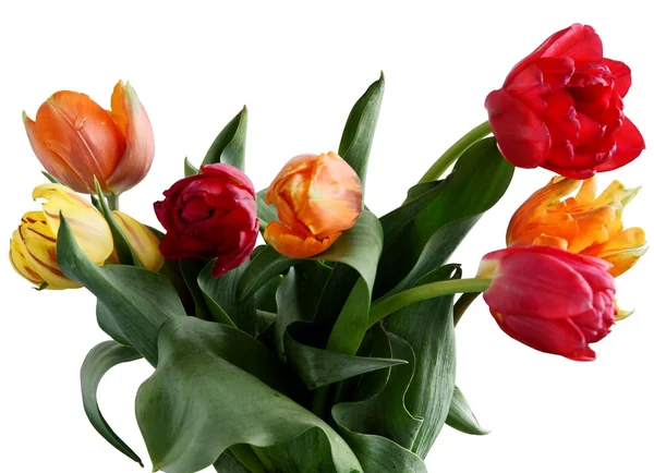 Tulips — Stock Photo, Image