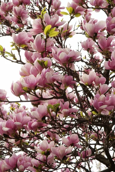 Blüten des Magnolienbaums im Frühling — Stockfoto