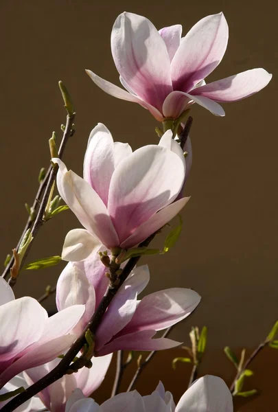 Blommor av magnoliaträd på våren — Stockfoto