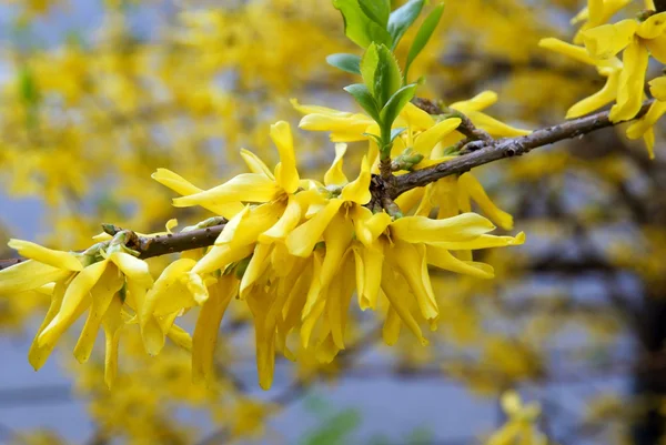 Forsythia bush i blossom med gula blommor — Stockfoto