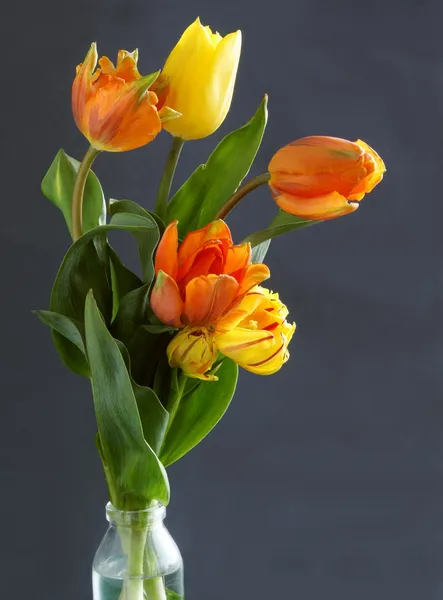 Tulipes multicolores en posy — Photo