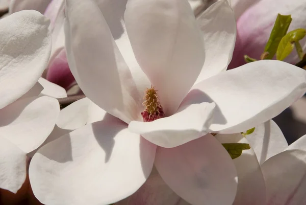 玉兰树在春天的花朵 — 图库照片