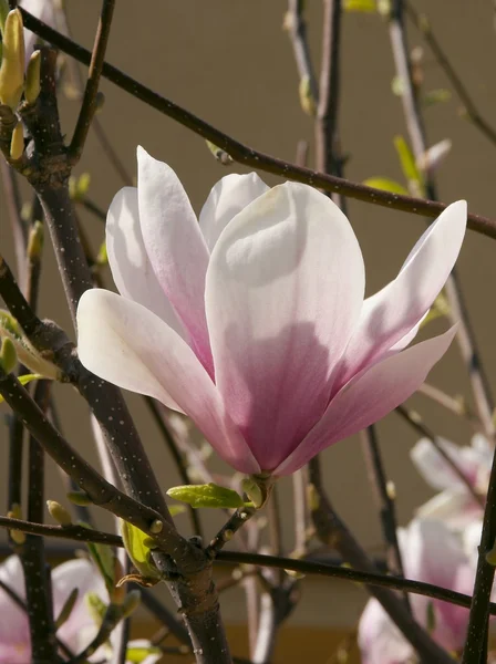 Kwiaty, drzewa magnolii, na wiosnę — Zdjęcie stockowe