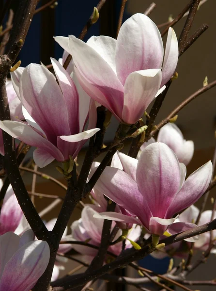Kwiaty, drzewa magnolii, na wiosnę — Zdjęcie stockowe