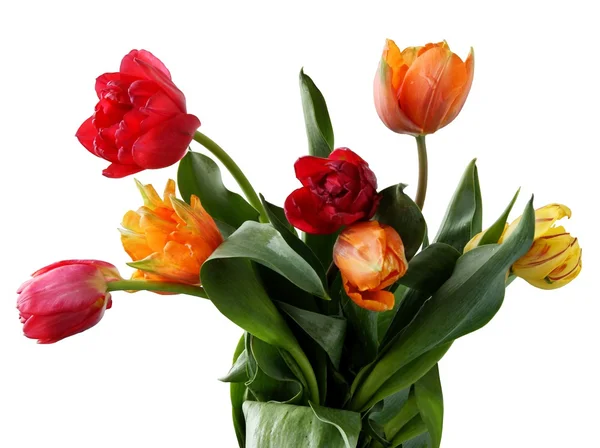 Multicolor tulips in posy — Stock Photo, Image