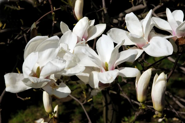 Magnolia árvore florescendo na primavera — Fotografia de Stock