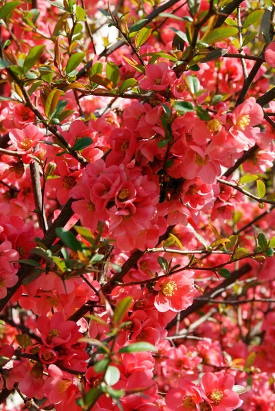 Red blossoming ornamental arbusto japonés membrillo en primavera — Foto de Stock