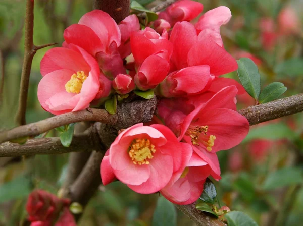 Różowe kwiaty krzew pigwowca na wiosnę, — Zdjęcie stockowe