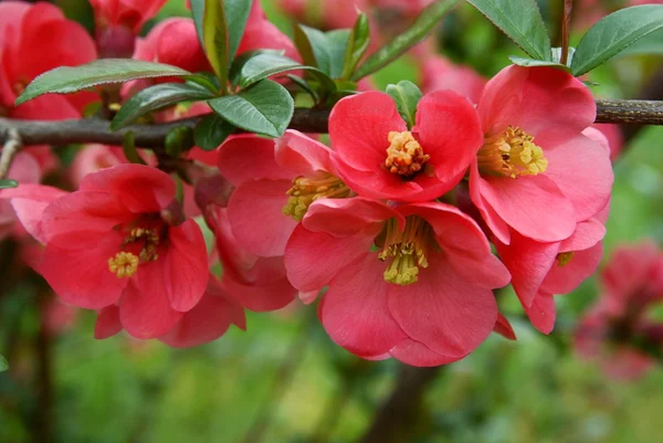 Różowe kwiaty krzew pigwowca na wiosnę, — Zdjęcie stockowe