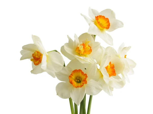 Posy of daffodils — Stock Photo, Image