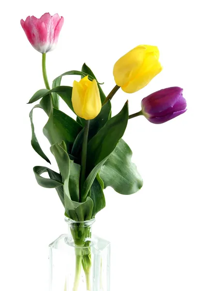 Bunte Tulpen — Stockfoto