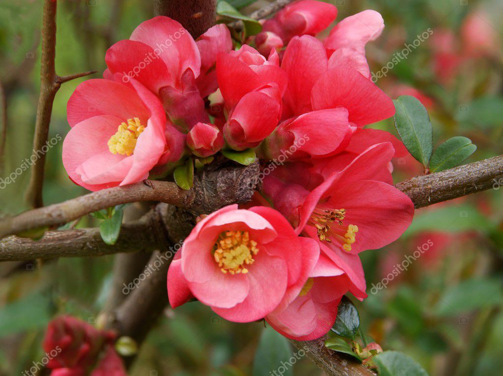 Pink flowers of japanese quince bush at spring, — Stock Photo © Manka