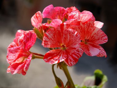 Sardunya pot bitki pembe çiçekler