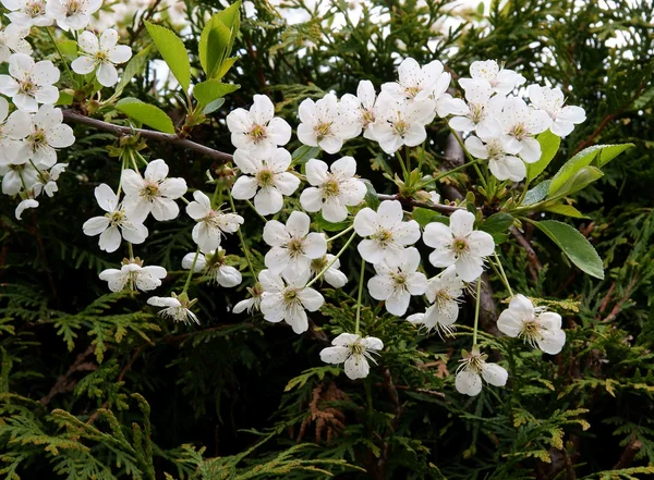 Białe kwiaty, drzewa owocowe wiśnia w spring w sadzie — Zdjęcie stockowe