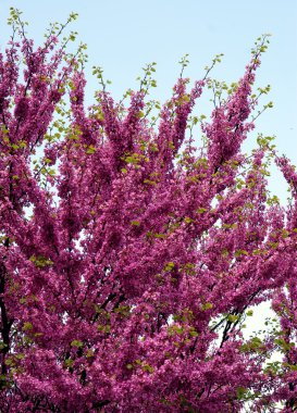 Judastree in blossom at spring clipart