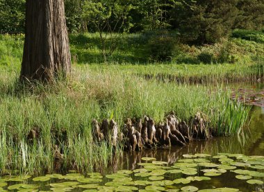 Pneumatophores kökleri ile kel servi ağacı