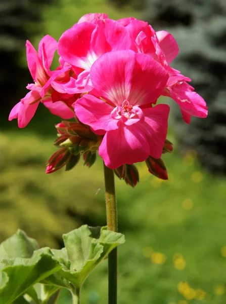 Розовые цветы герань горшок-завод — стоковое фото
