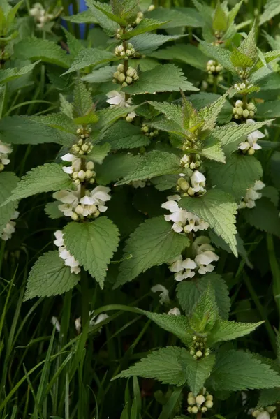 Dead nettle with white flowers — Stock Photo, Image