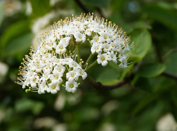 White flowers of viburnum lantana shrub — Stock Photo, Image