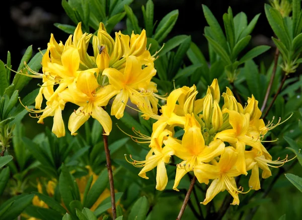 Rhododendron växt med gula blommor — Stockfoto