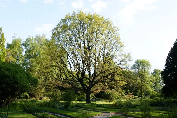 Reusachtige boom eiken op voorjaar — Stockfoto