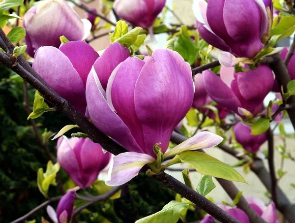 Różowe kwiaty, drzewa magnolii, na wiosnę — Zdjęcie stockowe