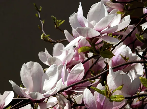 Rosa Blüten des Magnolienbaums im Frühling — Stockfoto
