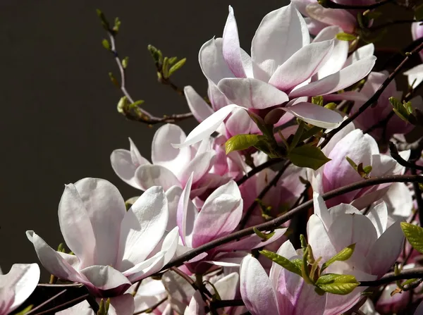 Flores rosadas del árbol de magnolia en primavera — Foto de Stock