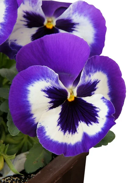 Lindas flores de lila de pansy — Fotografia de Stock