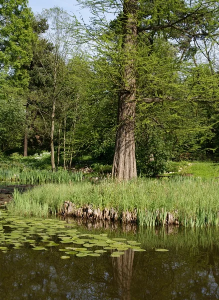 Bald cypress tree growing in pond — Stock Photo, Image