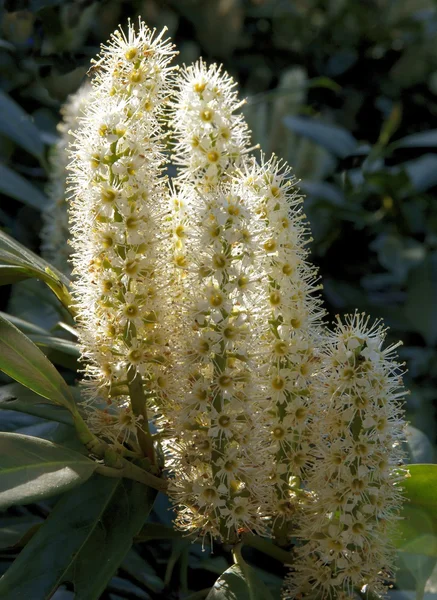 Laurel cherry shrub in blossom — Stock Photo, Image