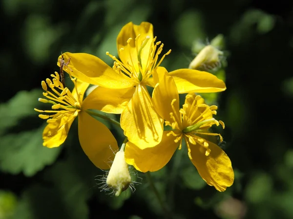 Gula blommor av ört ört — Stockfoto