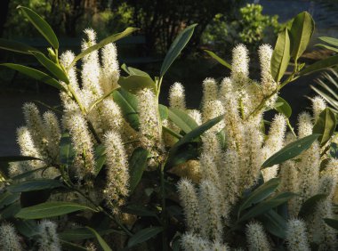 Çiçek açması Laurel kiraz bush